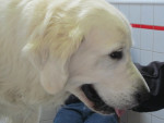 Mylo,de lieve golden,komt regelmatig voor acupunctuur ivm bew.probl. Zijn voedselallergie is goed onder controle.